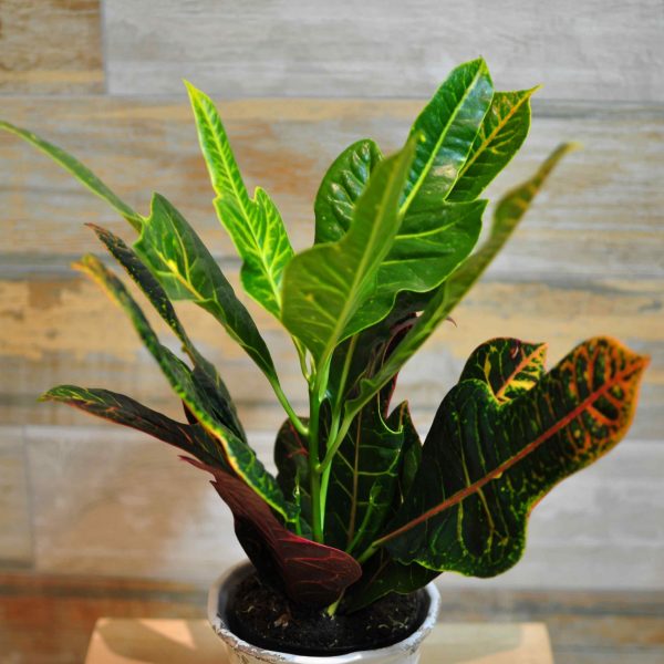 Plante de cameră Archives FlorArt.md